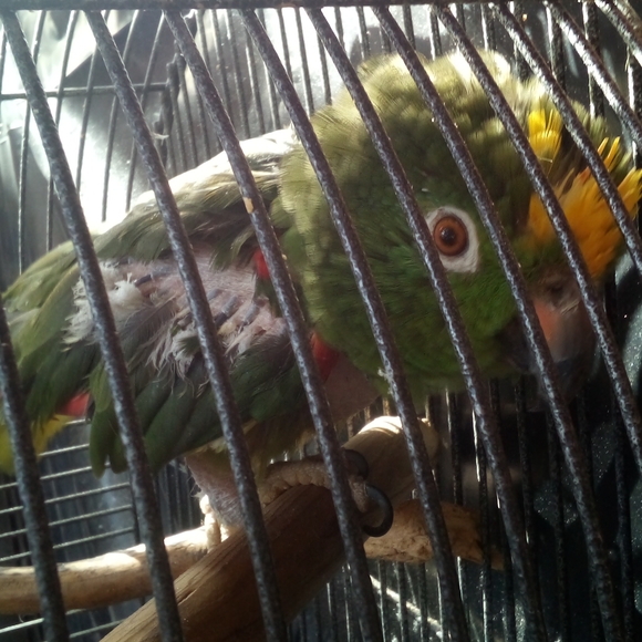 Meet your Posher, Bridget - Picture 3 of 5